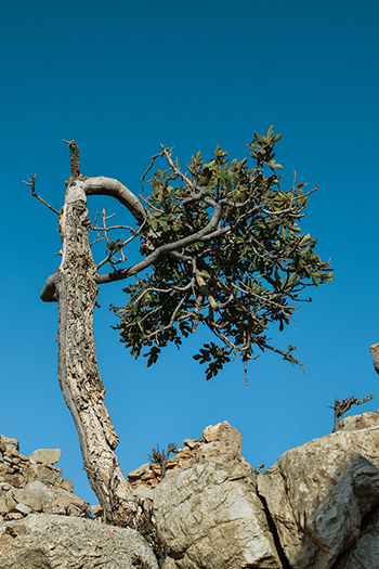 Irakleia